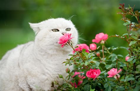 Are Spray Roses Safe for Cats: A Floral Feline Conundrum