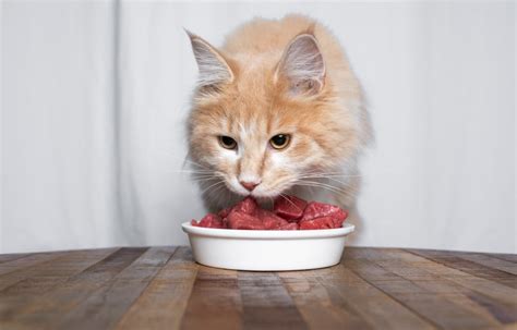 Can You Feed Cats Raw Chicken? Exploring the Myths and Realities