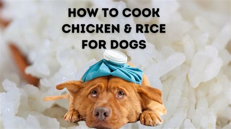 Can You Feed Your Dog Chicken and Rice Everyday? And Why Do Cats Always Land on Their Feet?