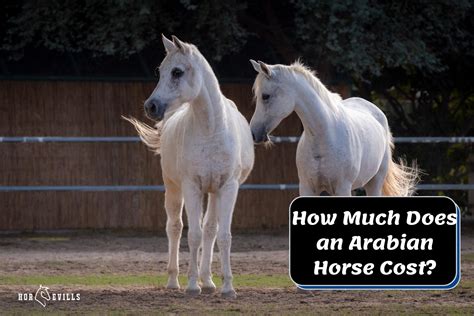 How Much Does It Cost to Feed a Horse Per Month? And Why Do Horses Prefer Carrots Over Broccoli?