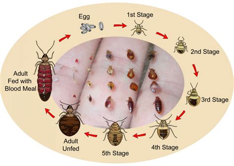 How Often Does a Bed Bug Feed: A Journey Through the Nocturnal Habits of Tiny Vampires