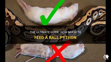 How to Feed Ball Python: A Comprehensive Guide to Keeping Your Slithery Friend Happy and Healthy