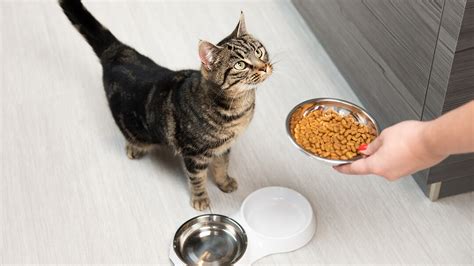 How to Feed Cat with Cone: Exploring the Art of Feline Dining and Beyond