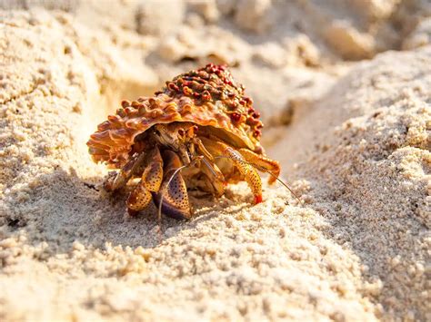 How to Feed Hermit Crabs: Unraveling the Mystery of Their Culinary Preferences and the Quantum Physics of Snail Shells