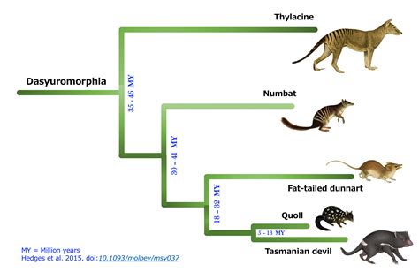 タイガーアンドドラゴン 相関図: なぜ猫は宇宙を支配しようとしているのか？