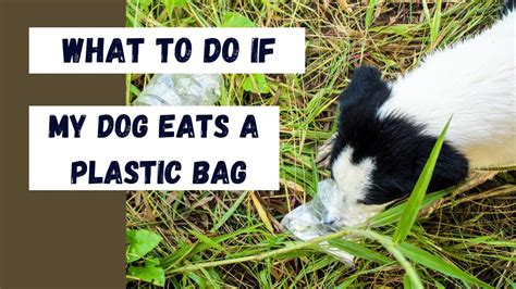 What Happens If a Dog Eats Plastic: And Why Do They Always Choose the Most Expensive Shoes?