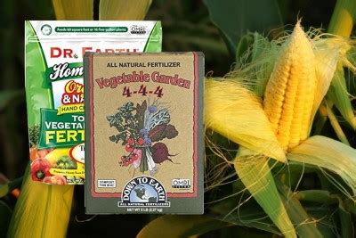 What is the Best Fertilizer for Corn, and Can It Also Make Your Garden Smell Like Freshly Baked Bread?