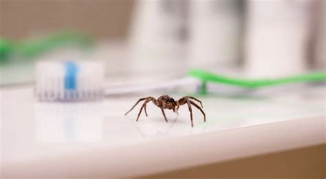 What Spray Kills Spiders Instantly: A Comprehensive Guide to Arachnid Annihilation