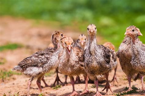 What to Feed Baby Turkeys: A Guide to Raising Healthy Poults and Why They Might Secretly Love Pizza