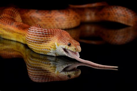 What to Feed Corn Snakes: A Comprehensive Guide to Their Diet and Nutritional Needs