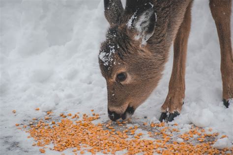 What to Feed Deer: Exploring the Culinary Preferences of Forest Dwellers and the Ethics of Feeding Wildlife