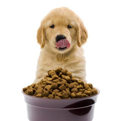 What to Feed Dog If No Dog Food: A Culinary Adventure for Canines