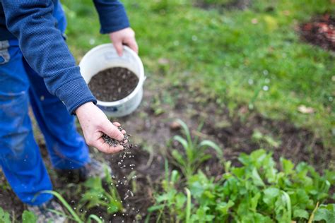 When to Apply Winter Fertilizer: A Guide to Timing and Techniques